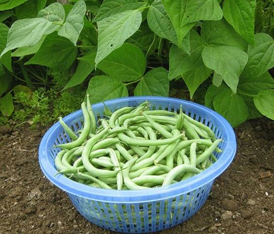 The best varieties of asparagus beans