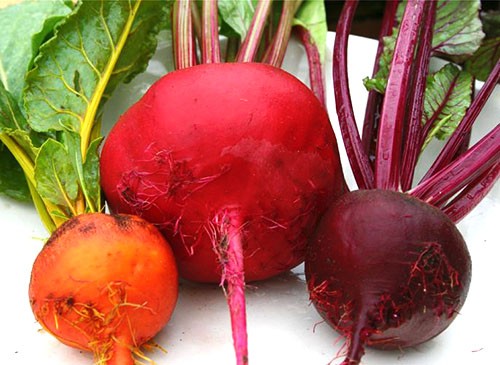 The best varieties of beets and the cardinal differences between them