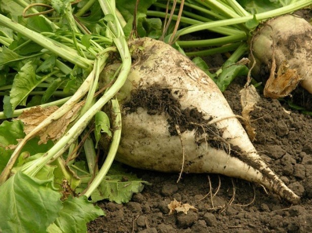 The best varieties of beets and the cardinal differences between them