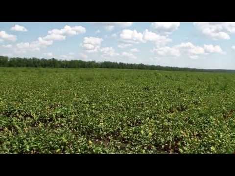 The best varieties of beets and the cardinal differences between them