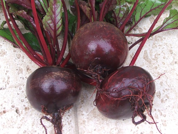 The best varieties of beets and the cardinal differences between them