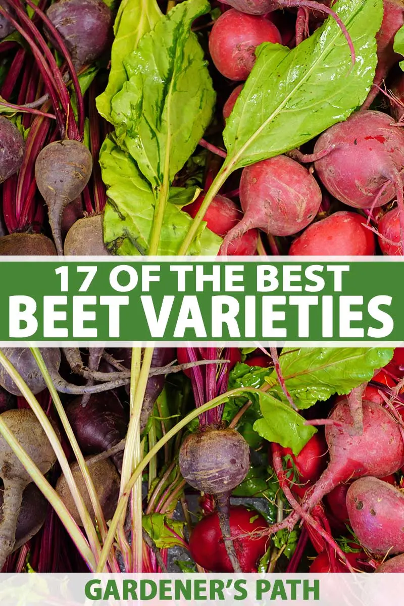 The best varieties of beets and the cardinal differences between them