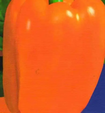 The best varieties of bell pepper for Siberia