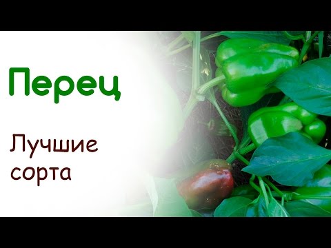 The best varieties of bell pepper for Siberia