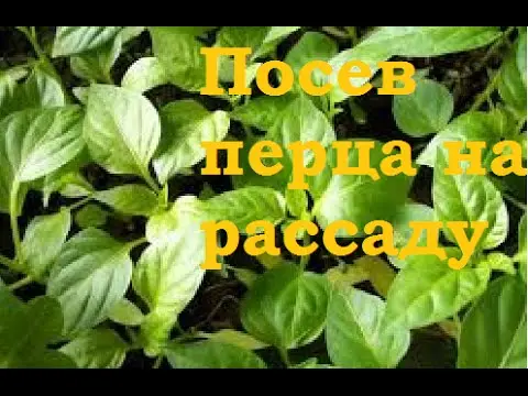 The best varieties of bell pepper for Siberia