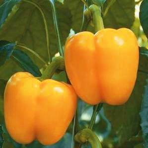 The best varieties of bell pepper for Siberia