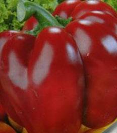 The best varieties of bell pepper for Siberia