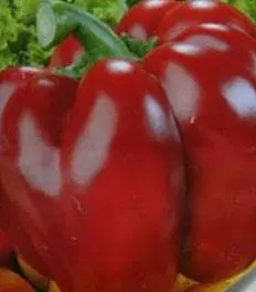 The best varieties of bell pepper for Siberia