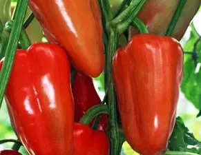 The best varieties of bell pepper for Siberia