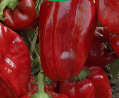 The best varieties of bell pepper for Siberia