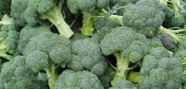 The best varieties of broccoli for the Urals