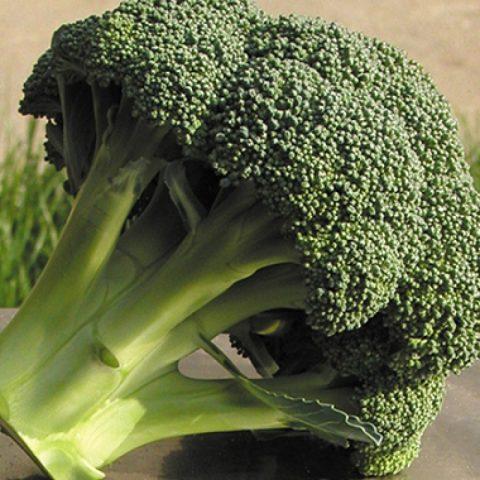 The best varieties of broccoli for the Urals