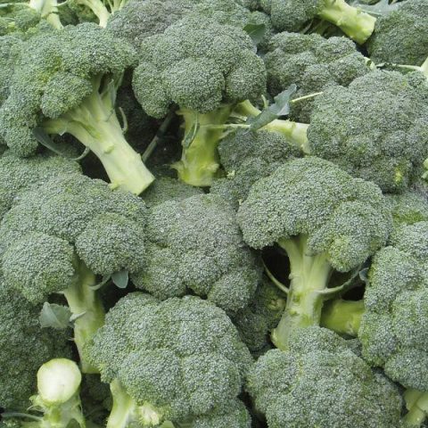 The best varieties of broccoli for the Urals