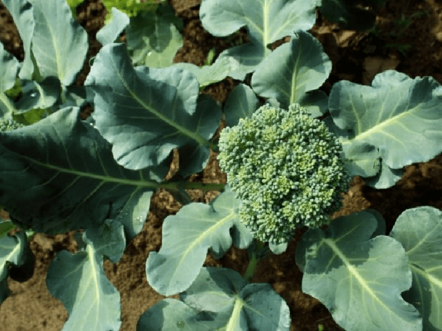 The best varieties of broccoli for the Urals