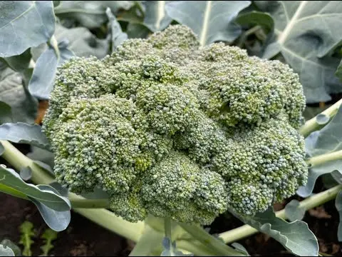 The best varieties of broccoli for the Urals