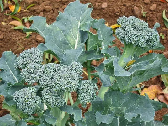 The best varieties of broccoli: photo with name, reviews