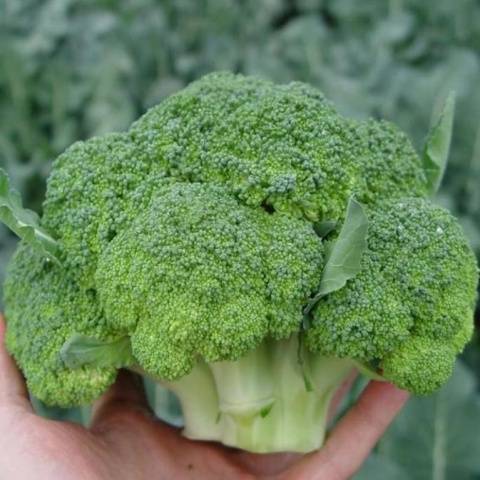 The best varieties of broccoli: photo with name, reviews