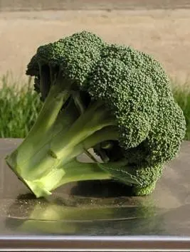 The best varieties of broccoli: photo with name, reviews