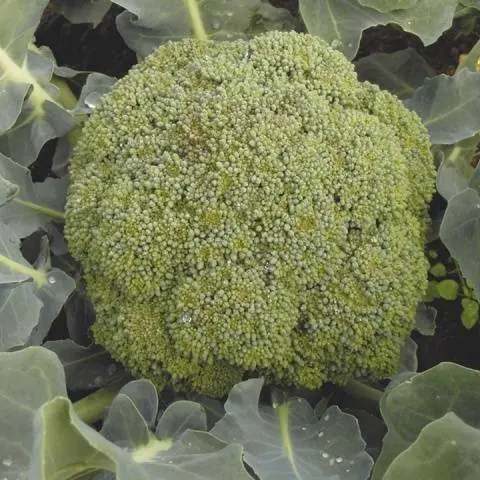 The best varieties of broccoli: photo with name, reviews