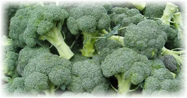 The best varieties of broccoli: photo with name, reviews