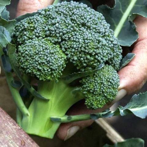 The best varieties of broccoli: photo with name, reviews