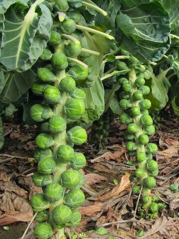 The best varieties of Brussels sprouts