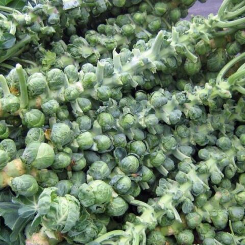 The best varieties of Brussels sprouts