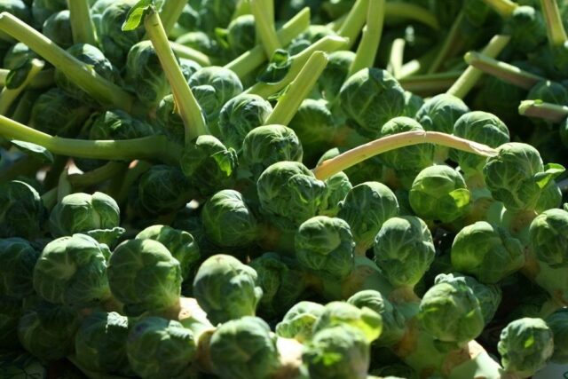 The best varieties of Brussels sprouts