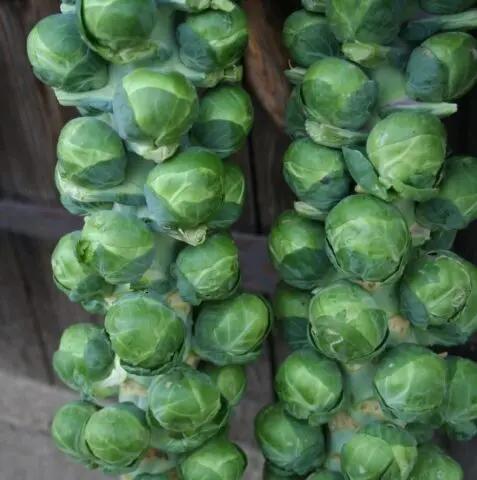 The best varieties of Brussels sprouts