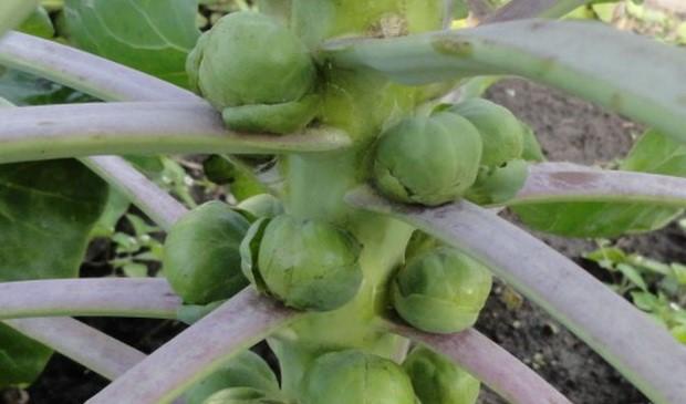 The best varieties of Brussels sprouts