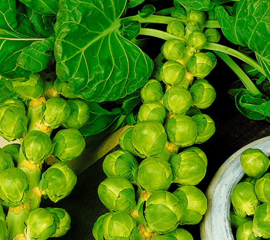 The best varieties of Brussels sprouts