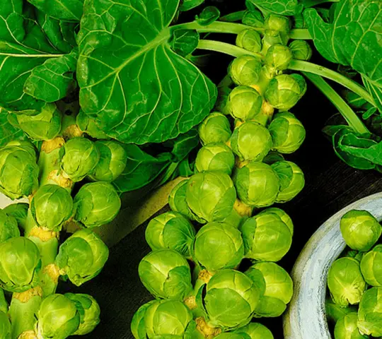 The best varieties of Brussels sprouts