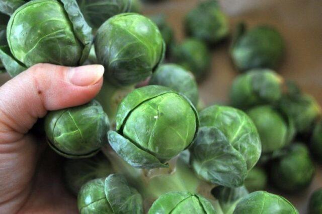 The best varieties of Brussels sprouts