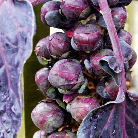 The best varieties of Brussels sprouts