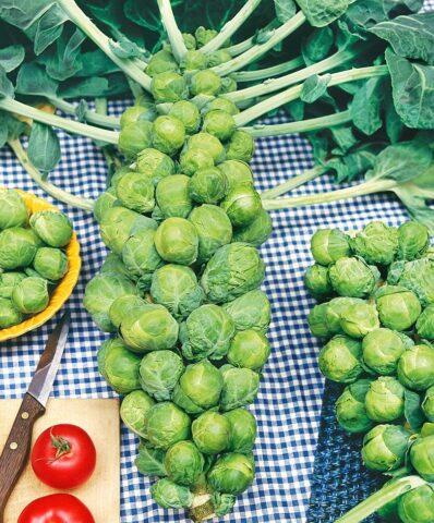 The best varieties of Brussels sprouts