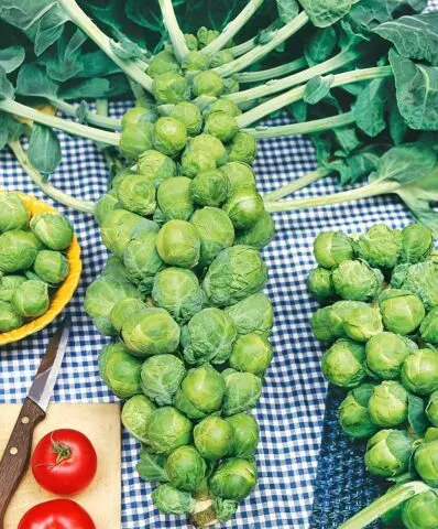 The best varieties of Brussels sprouts