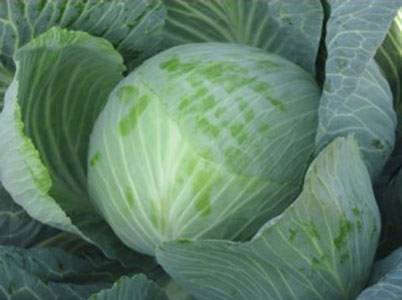 The best varieties of cabbage for sauerkraut, salting and storage