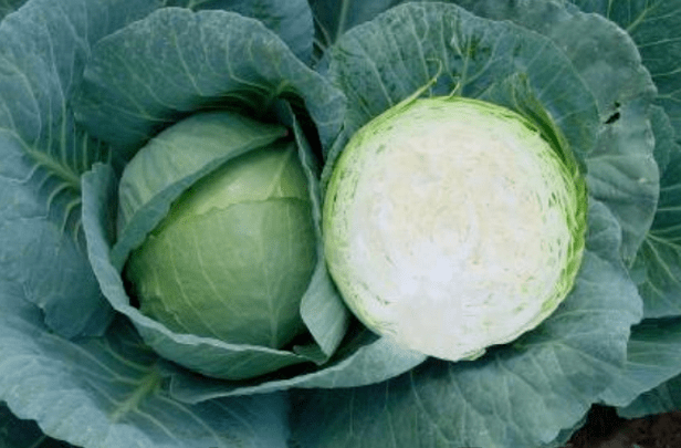 The best varieties of cabbage for sauerkraut, salting and storage