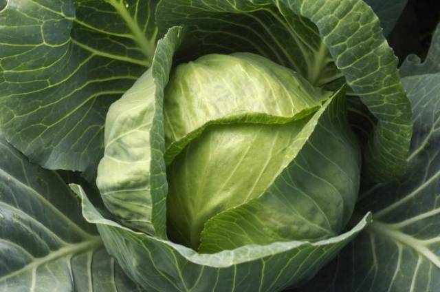 The best varieties of cabbage for sauerkraut, salting and storage