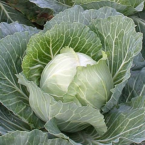 The best varieties of cabbage for sauerkraut, salting and storage