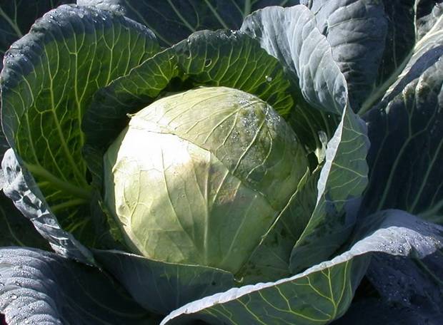 The best varieties of cabbage for sauerkraut, salting and storage