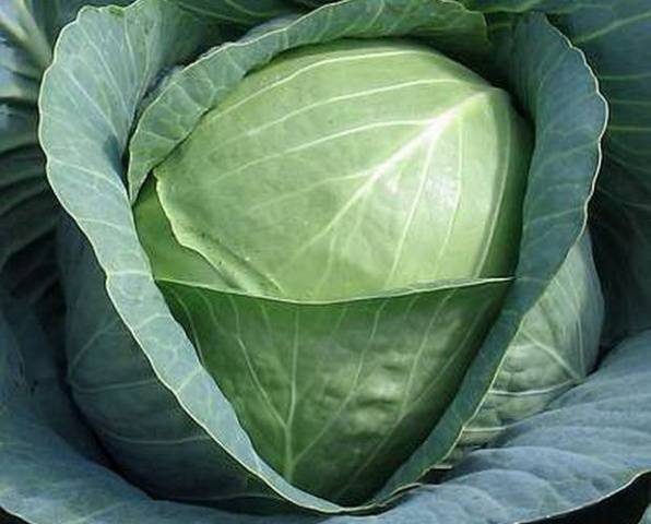 The best varieties of cabbage for sauerkraut, salting and storage