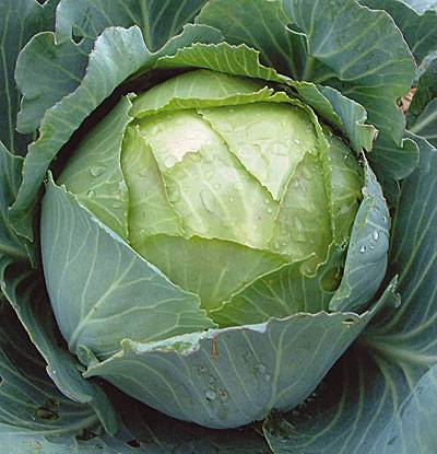 The best varieties of cabbage for sauerkraut, salting and storage