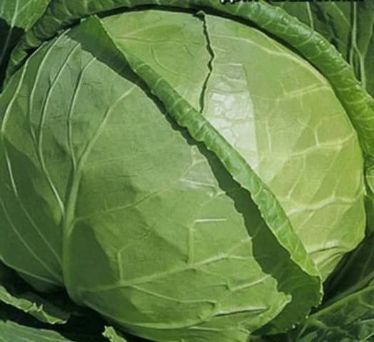 The best varieties of cabbage for sauerkraut, salting and storage