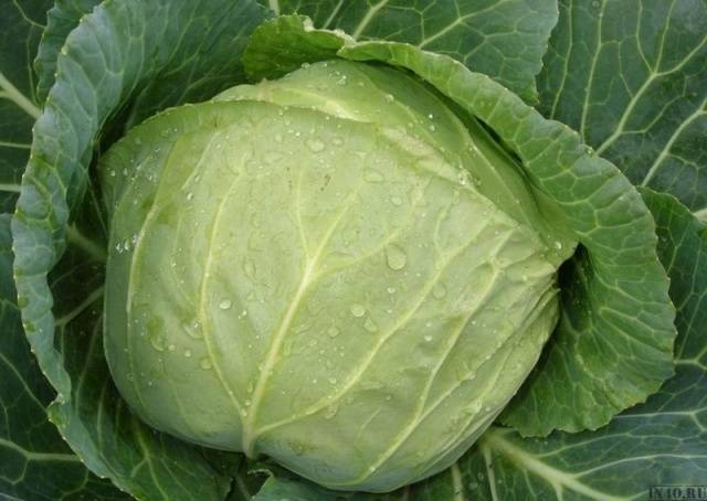 The best varieties of cabbage for sauerkraut, salting and storage