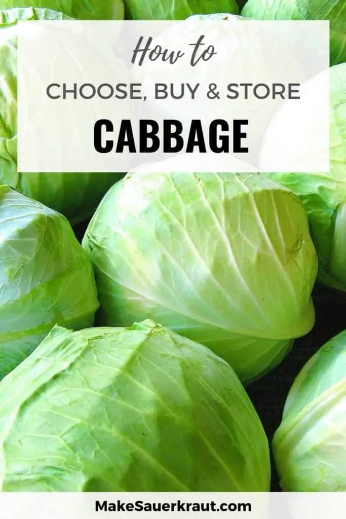 The best varieties of cabbage for sauerkraut, salting and storage