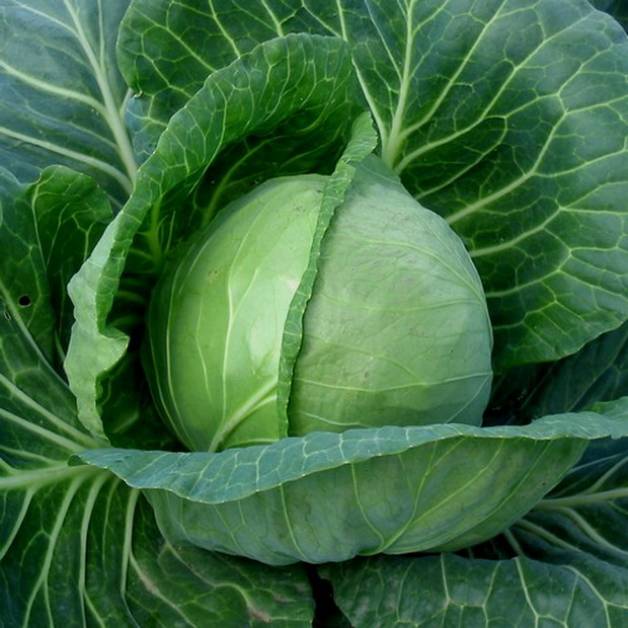 The best varieties of cabbage for storage, salting and timing