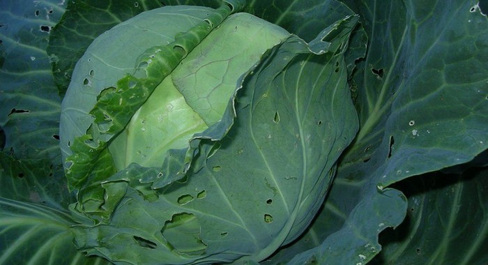 The best varieties of cabbage for storage, salting and timing