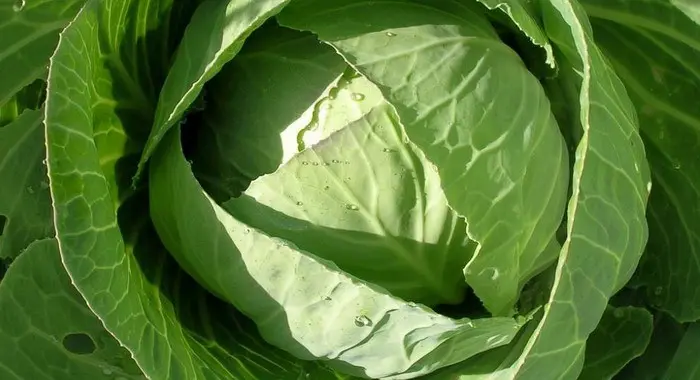 The best varieties of cabbage for storage, salting and timing