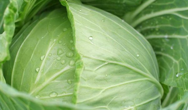 The best varieties of cabbage for storage, salting and timing